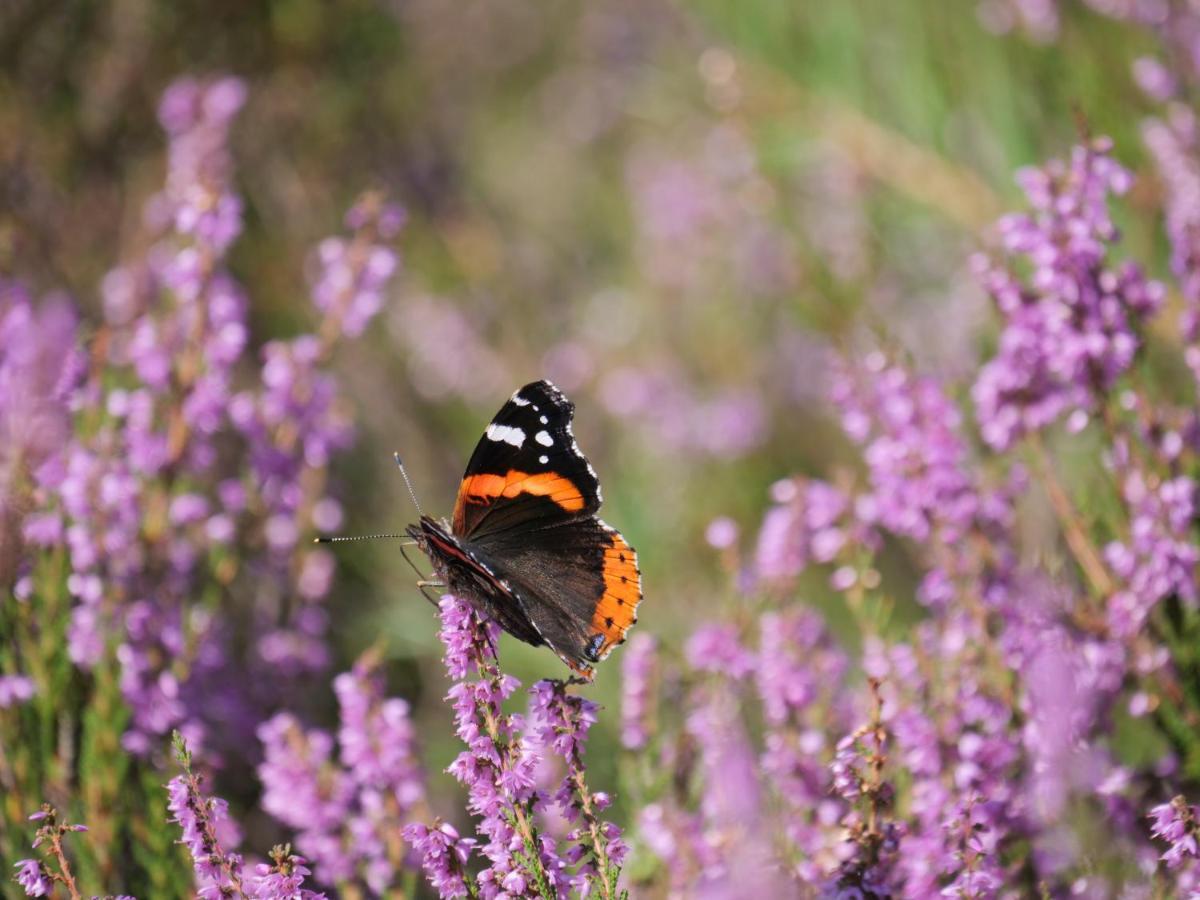 La Vita Veluwe Wapenveld Zewnętrze zdjęcie